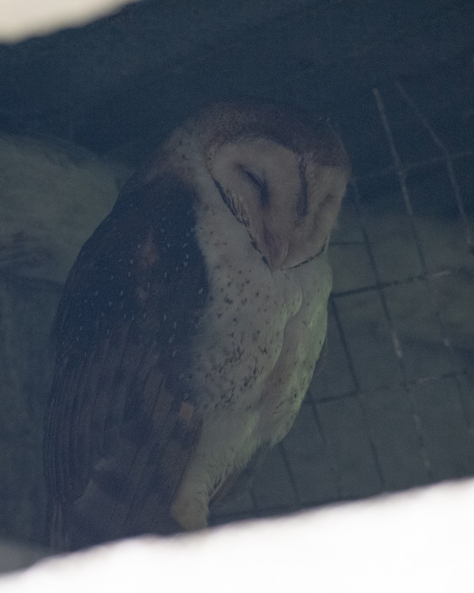 תנשמת אמריקנית - ML646244861