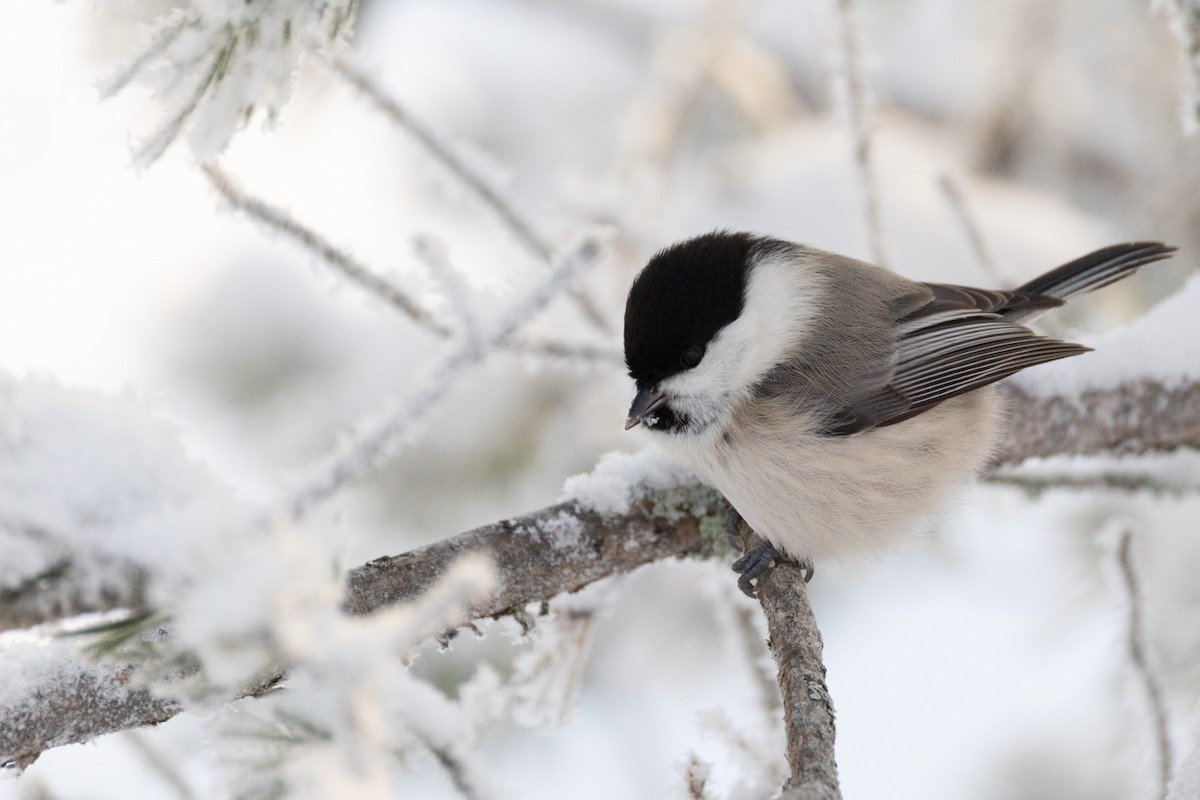 Mésange boréale - ML646244862