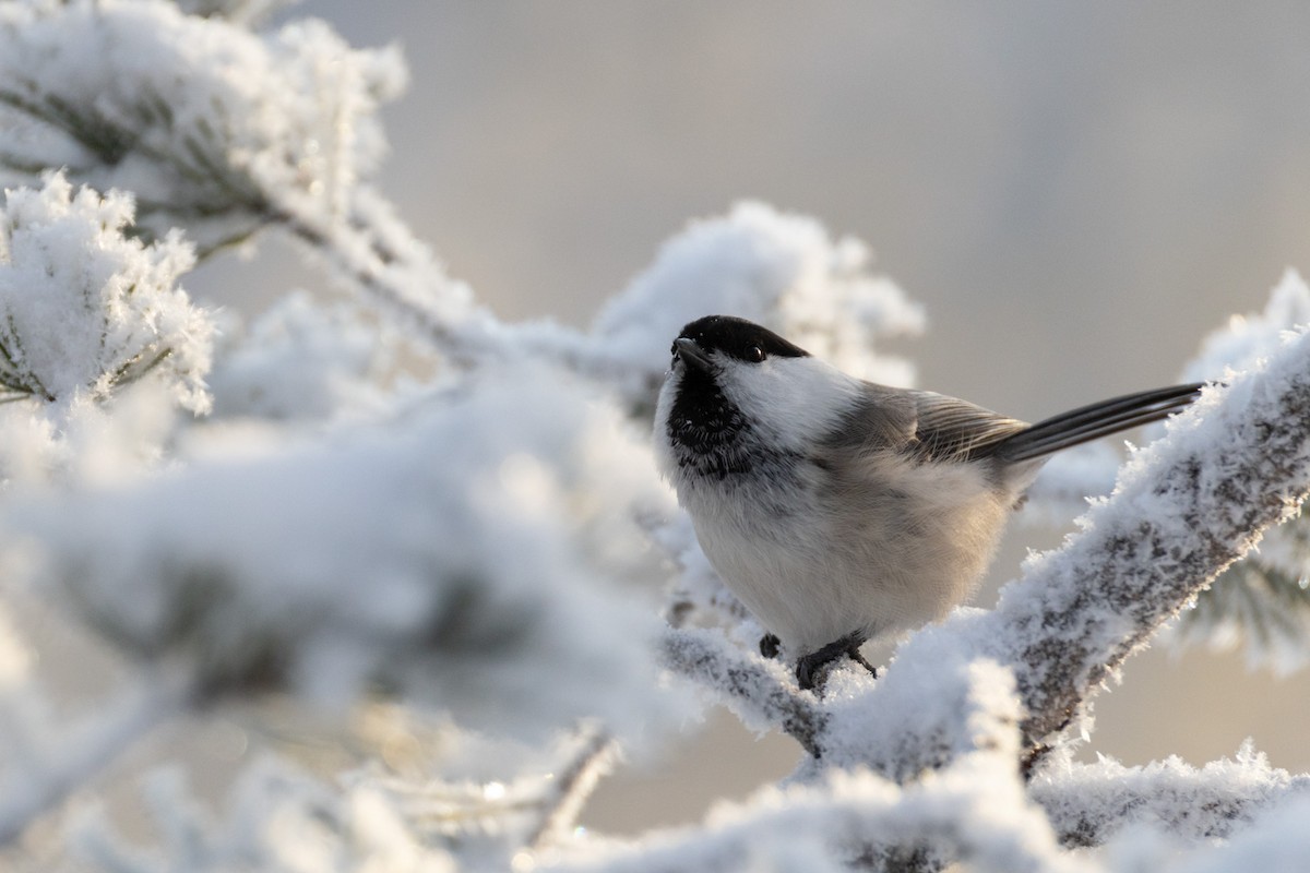 Mésange boréale - ML646244863