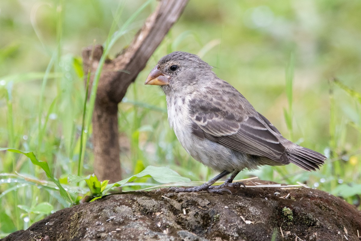 Large Ground-Finch - ML646244864