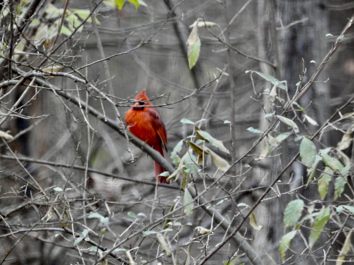 Northern Cardinal - ML646244869