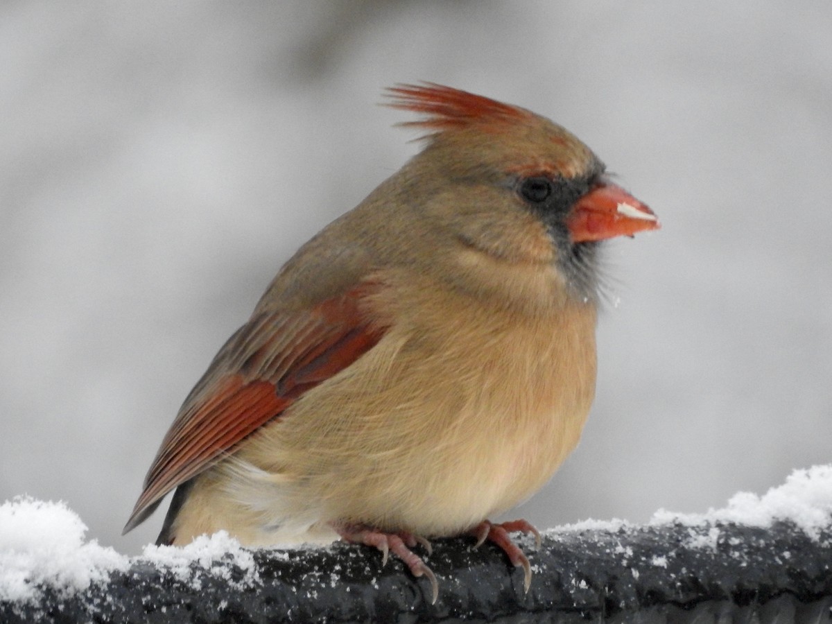 Northern Cardinal - ML646244870