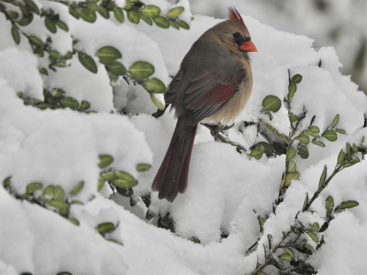Northern Cardinal - ML646244871