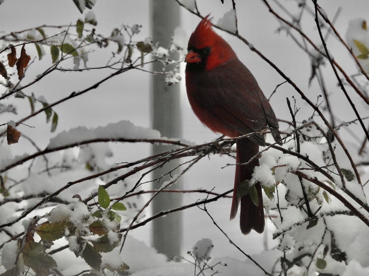 Northern Cardinal - ML646244872