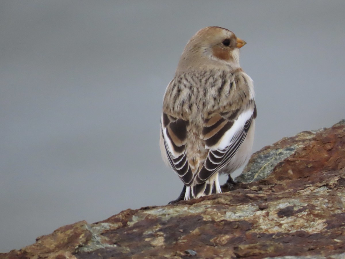 Zigolo delle nevi - ML646244875