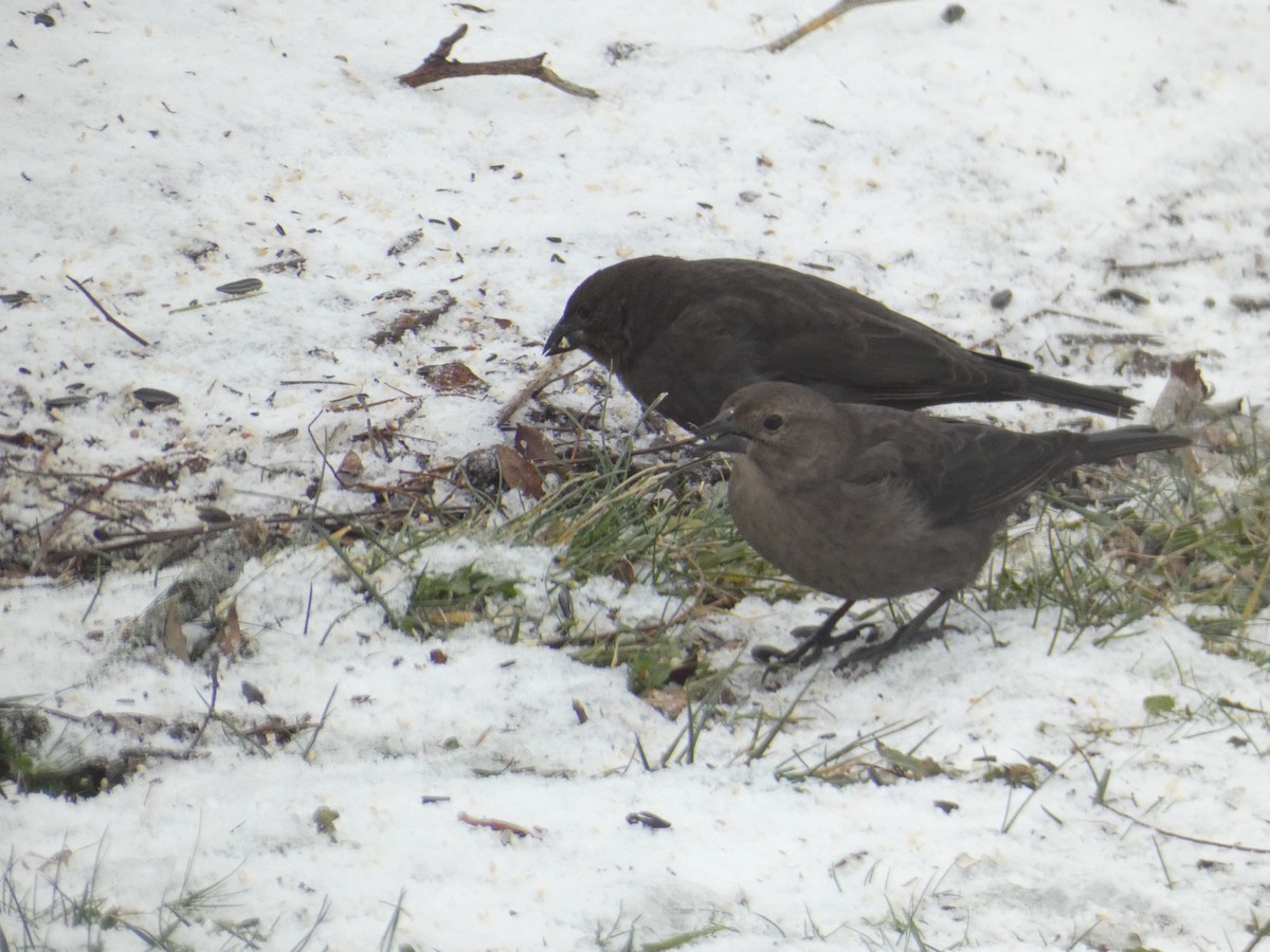 Braunkopf-Kuhstärling - ML646244876