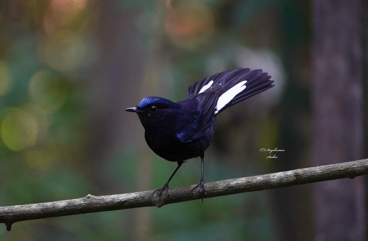 White-tailed Robin - ML646244879