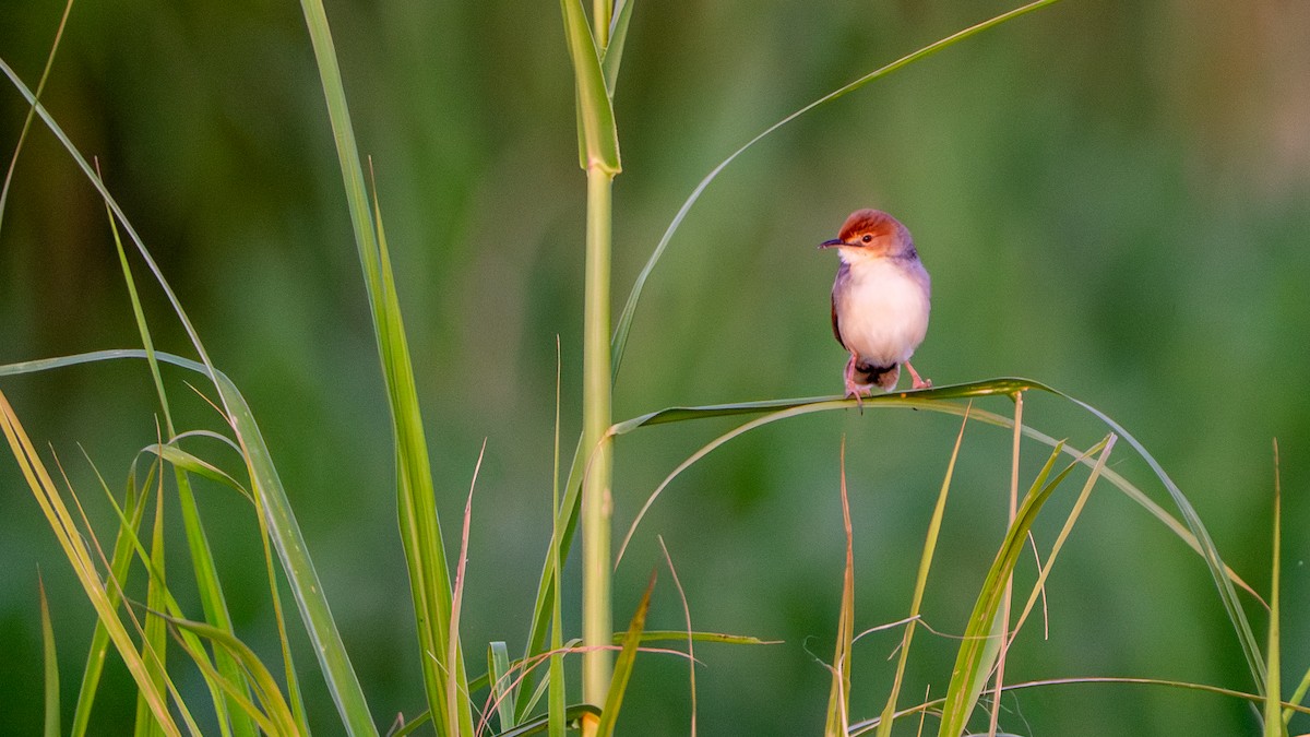 Winding Cisticola - ML646244881