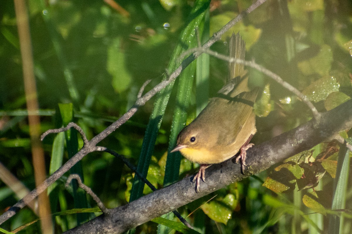 Common Yellowthroat - ML646244882