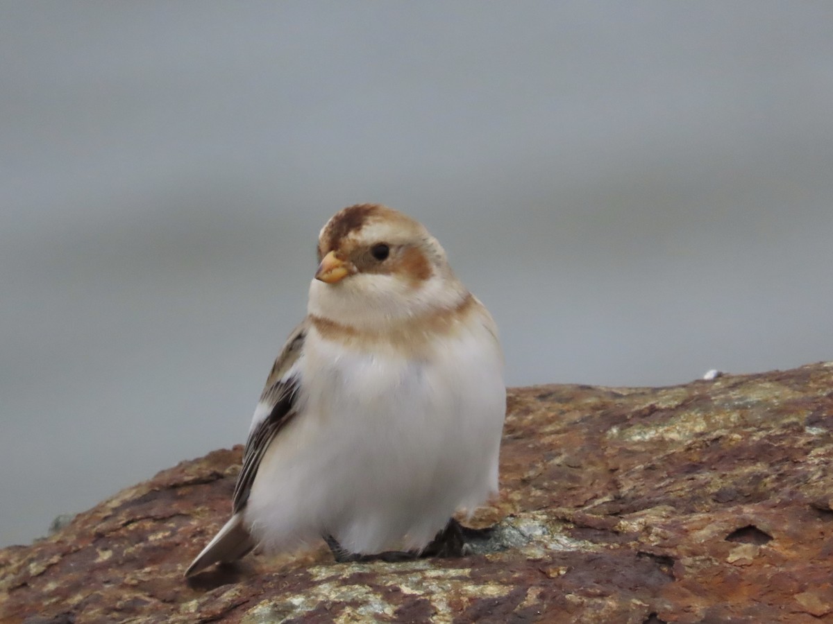 Zigolo delle nevi - ML646244887