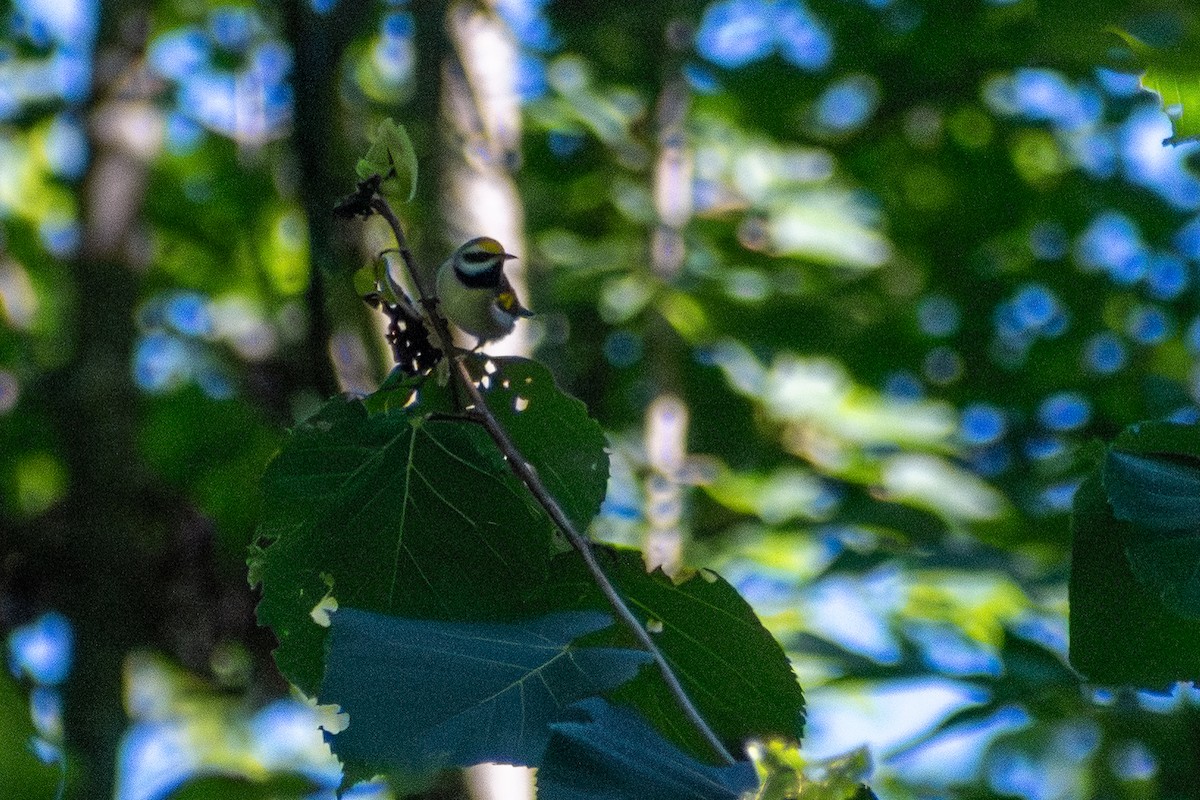 Golden-winged Warbler - ML646244889