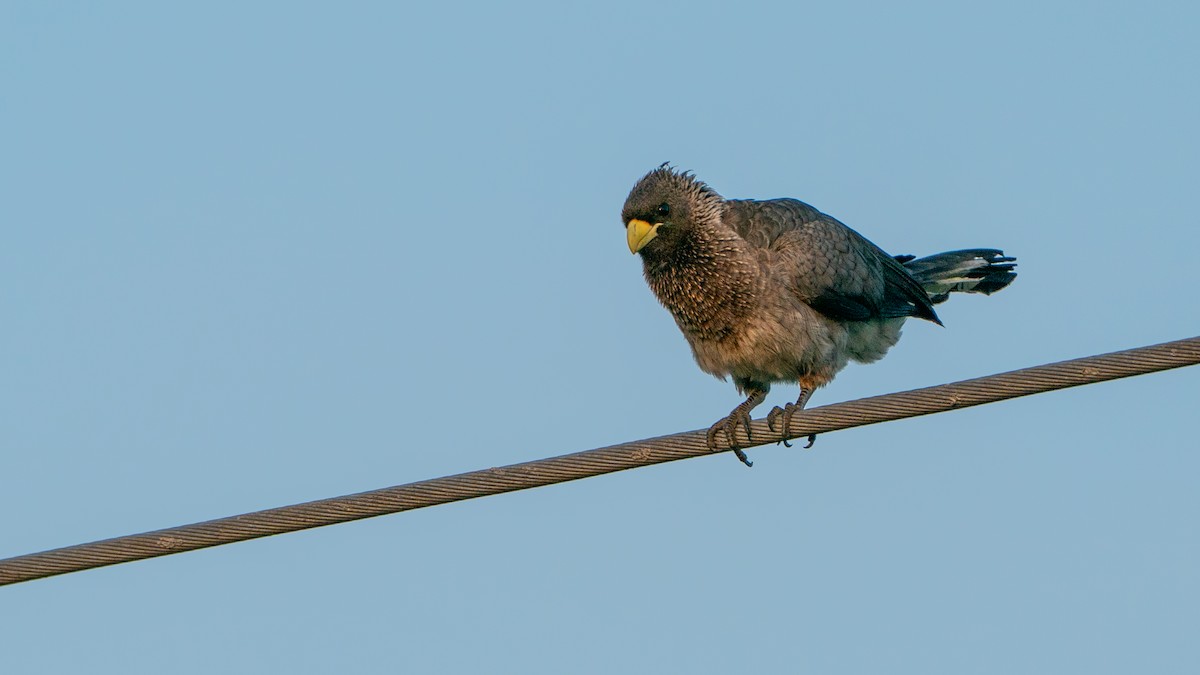 Eastern Plantain-eater - ML646244894