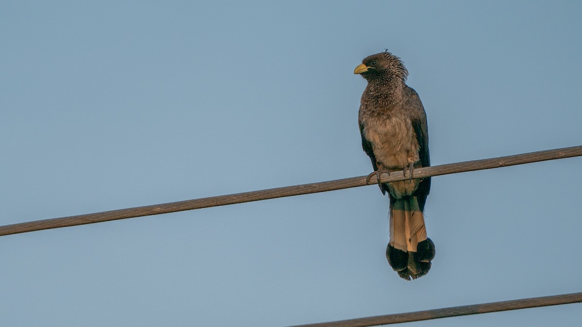 Eastern Plantain-eater - ML646244895