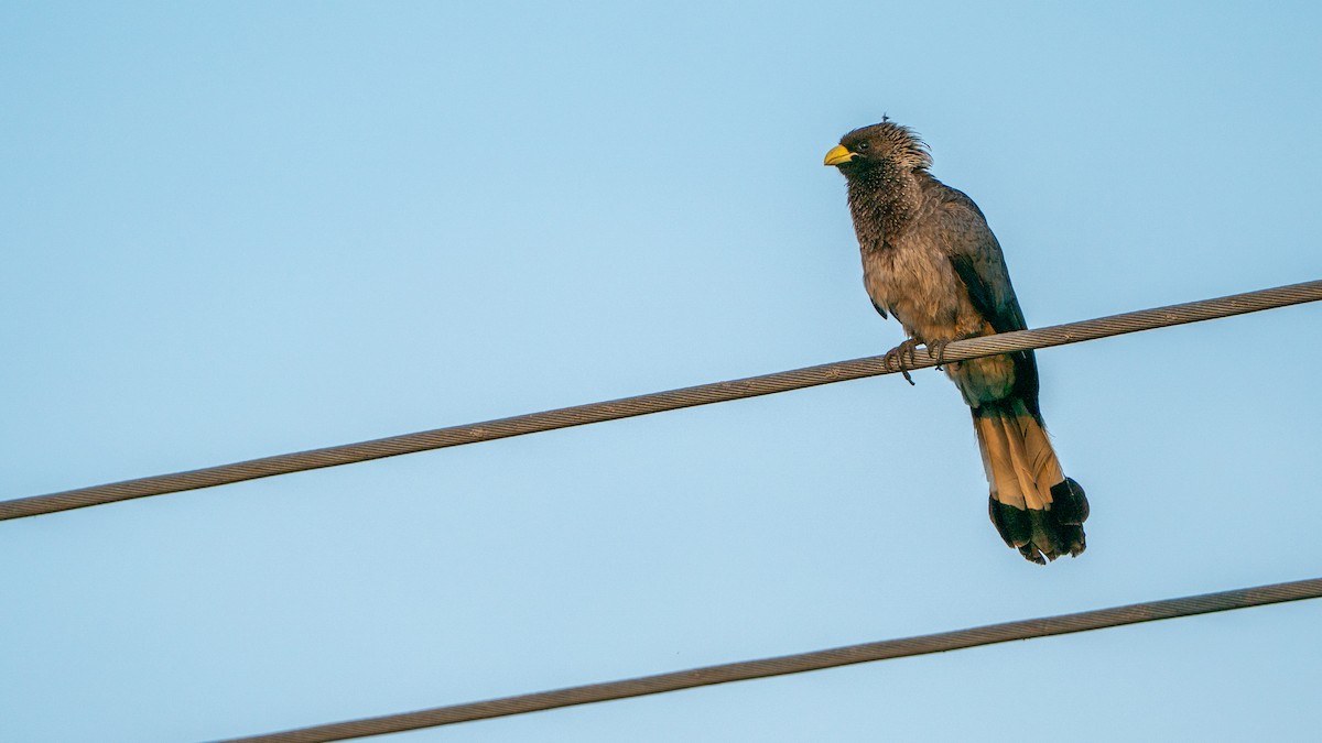 Eastern Plantain-eater - ML646244896