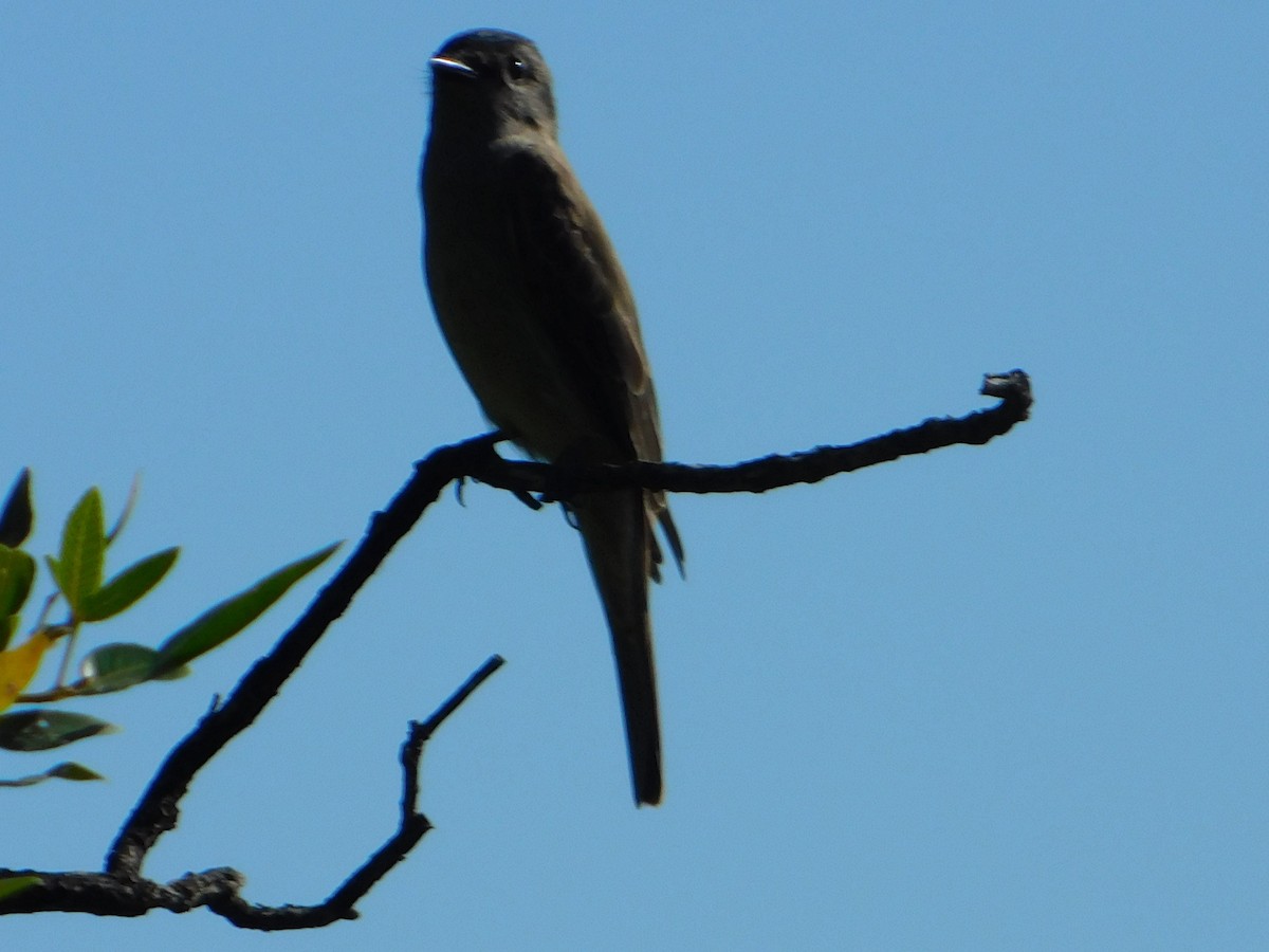 Crowned Slaty Flycatcher - ML646244897