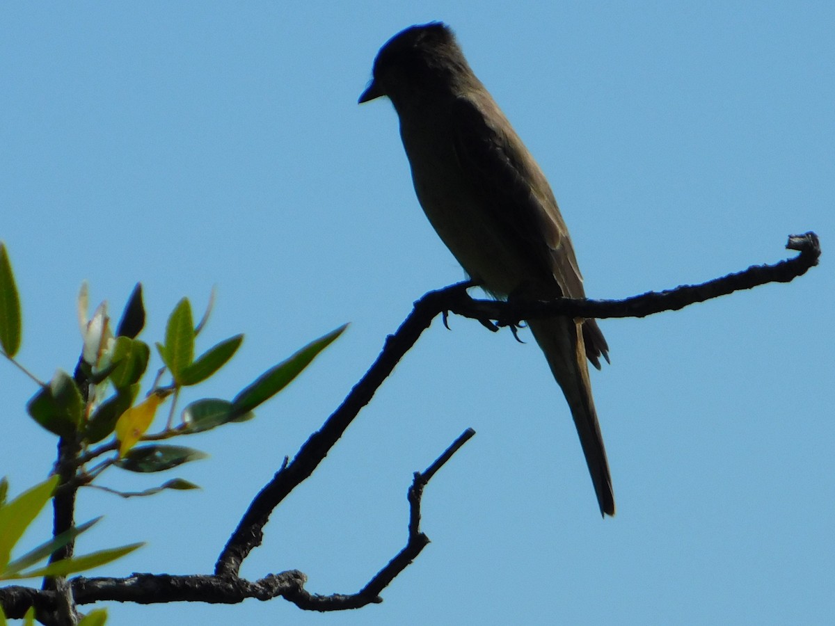 Crowned Slaty Flycatcher - ML646244898