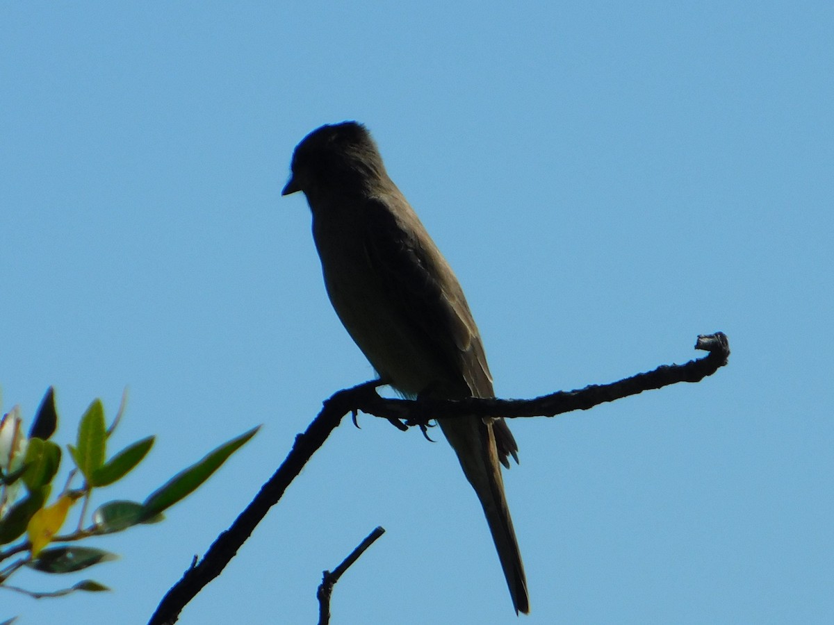 Crowned Slaty Flycatcher - ML646244899