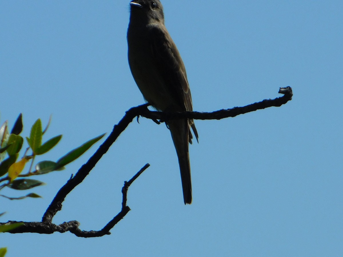 Crowned Slaty Flycatcher - ML646244900