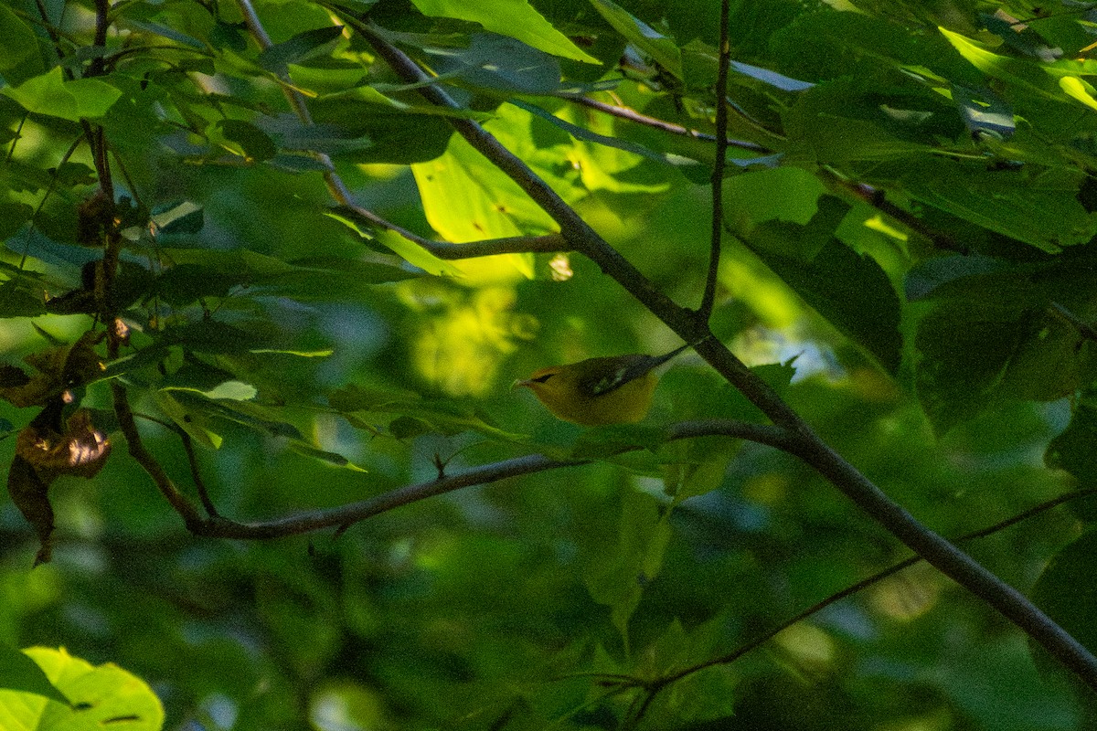 Blue-winged Warbler - ML646244901