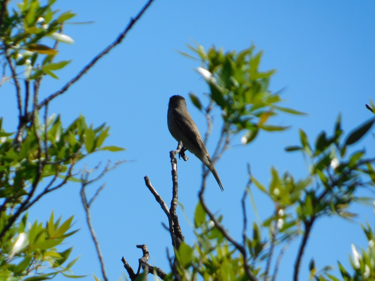 Crowned Slaty Flycatcher - ML646244905