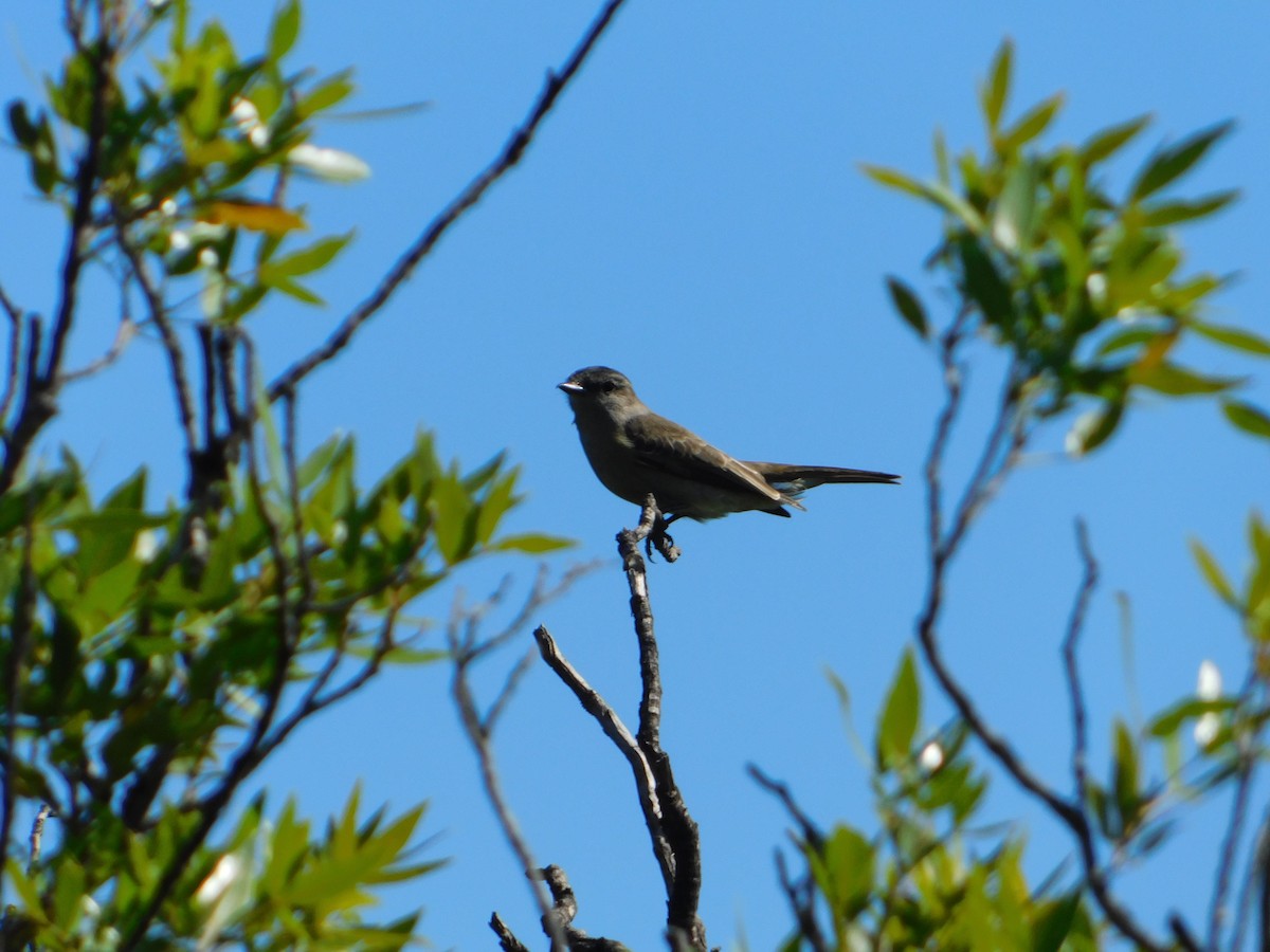 Crowned Slaty Flycatcher - ML646244906