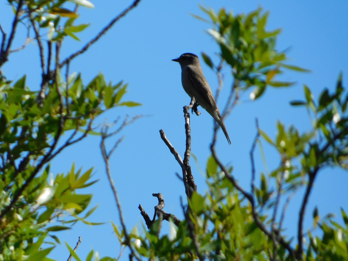 Crowned Slaty Flycatcher - ML646244907