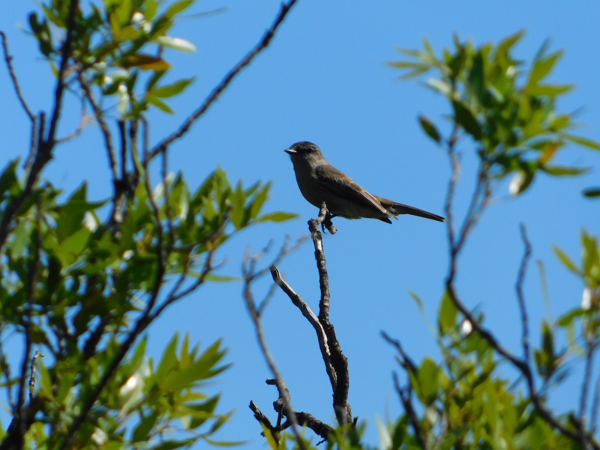 Crowned Slaty Flycatcher - ML646244908