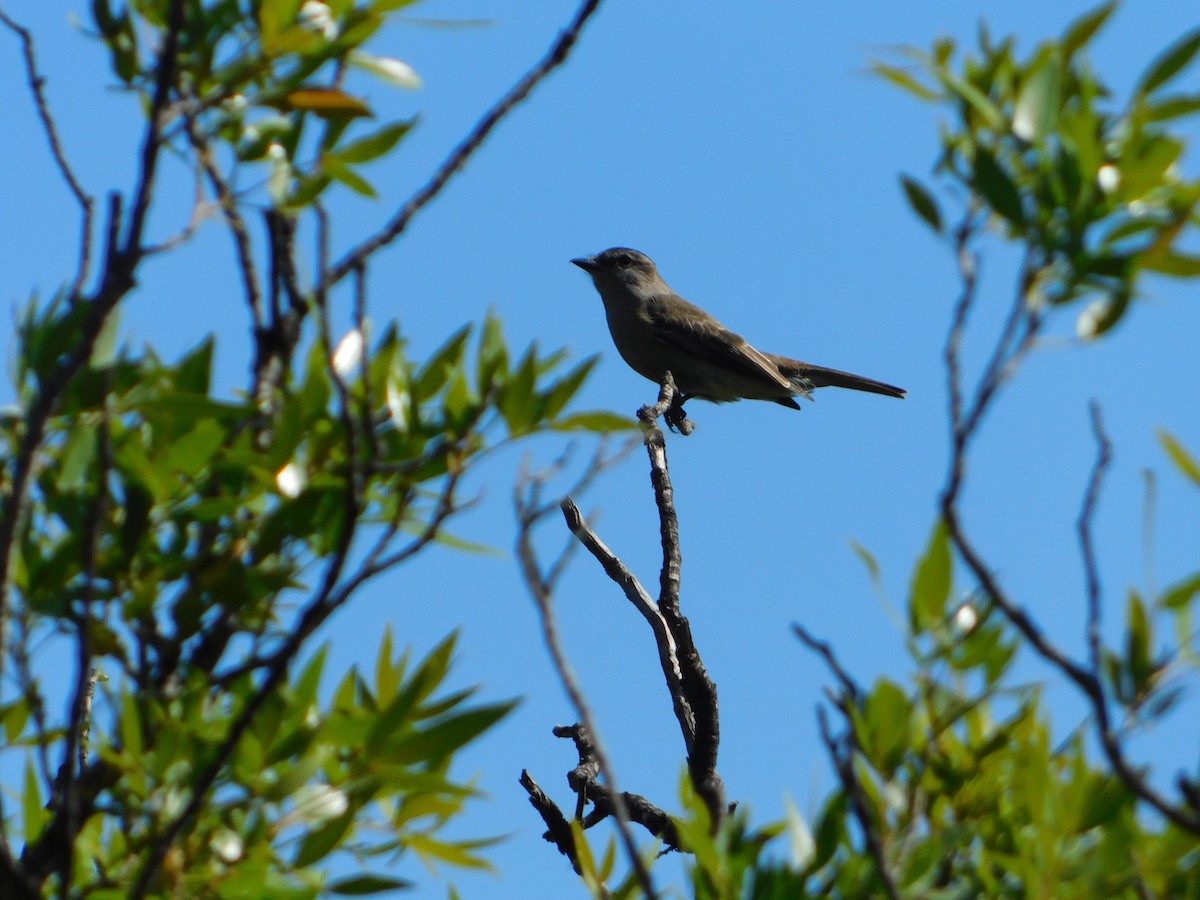 Crowned Slaty Flycatcher - ML646244909