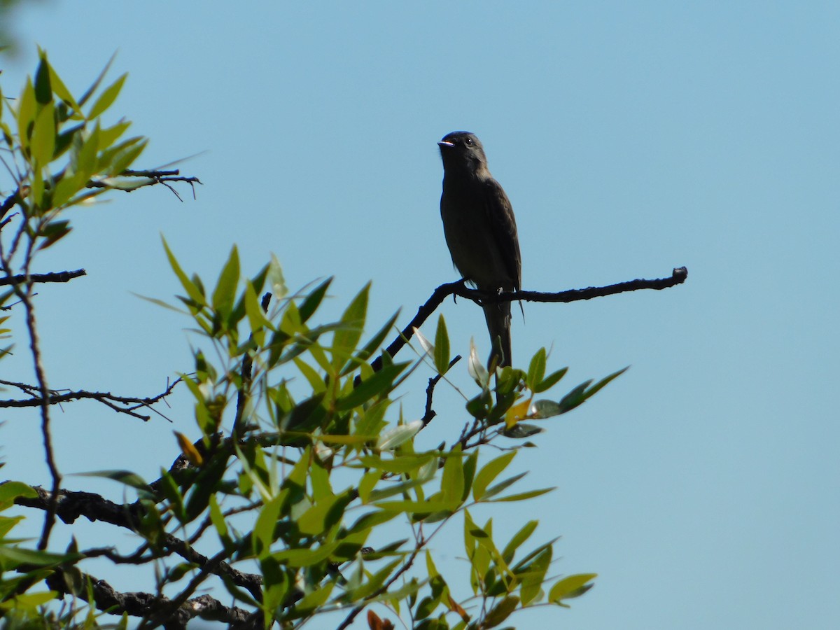Crowned Slaty Flycatcher - ML646244910