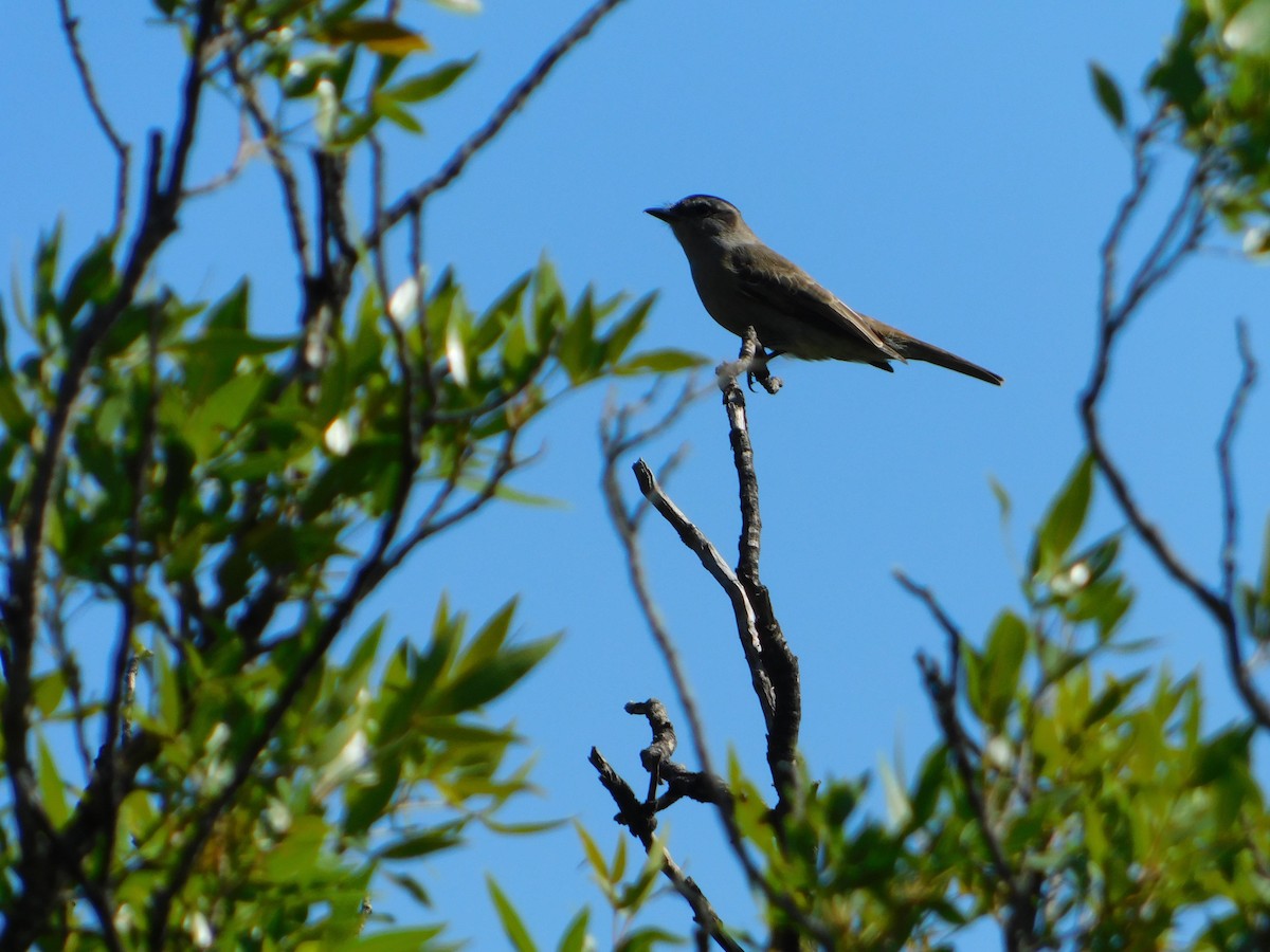 Crowned Slaty Flycatcher - ML646244911