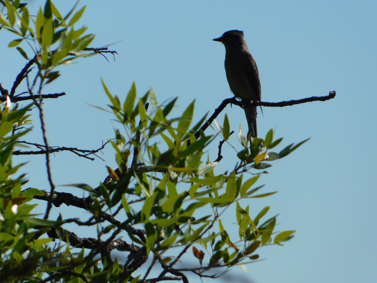 Crowned Slaty Flycatcher - ML646244912