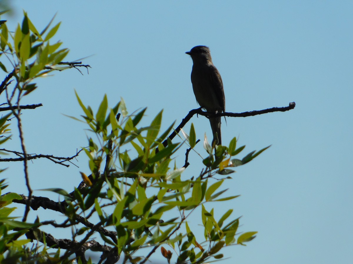 Crowned Slaty Flycatcher - ML646244913