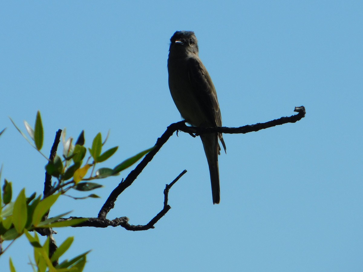 Crowned Slaty Flycatcher - ML646244914