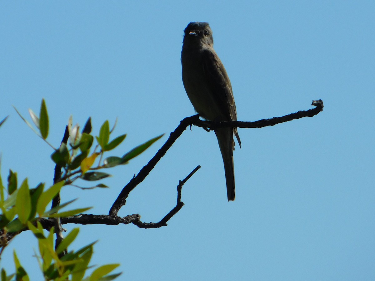 Crowned Slaty Flycatcher - ML646244915