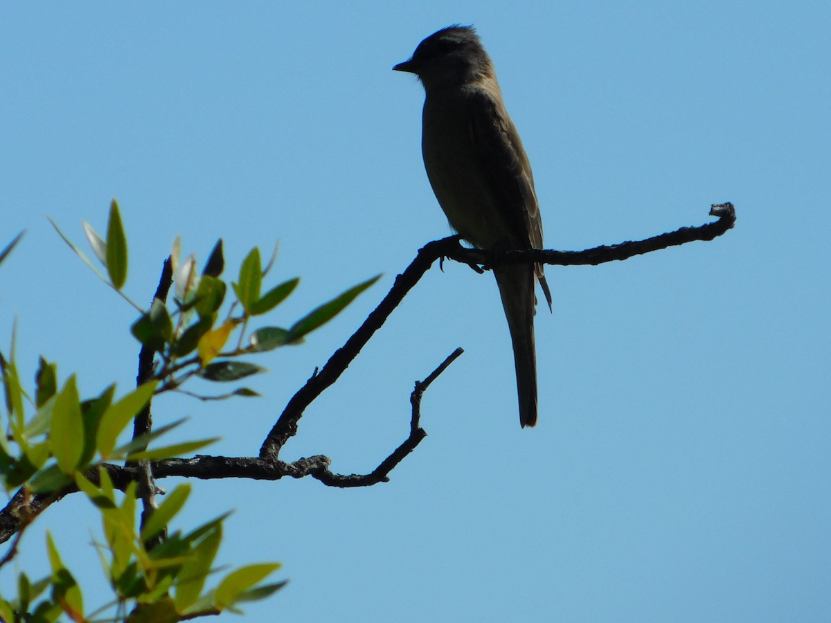 Crowned Slaty Flycatcher - ML646244916