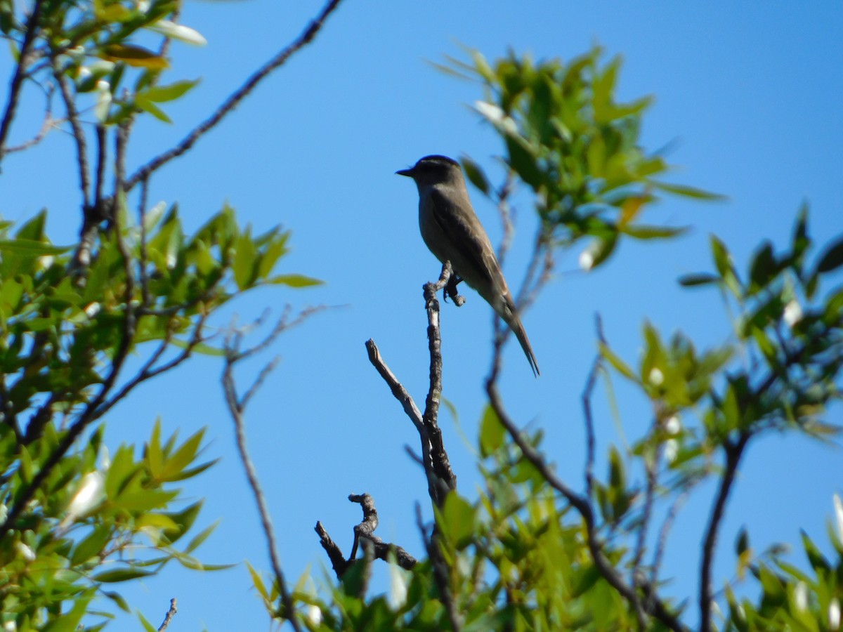 Crowned Slaty Flycatcher - ML646244917
