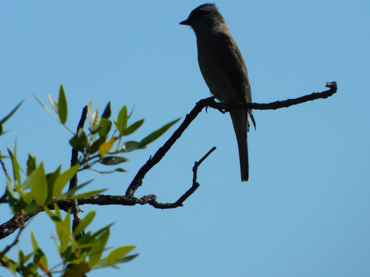 Crowned Slaty Flycatcher - ML646244918