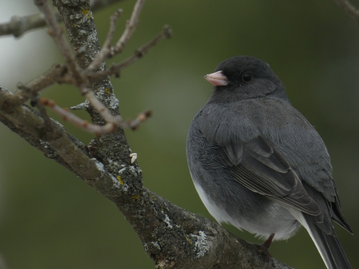 יונקו כהה-עין - ML646244924