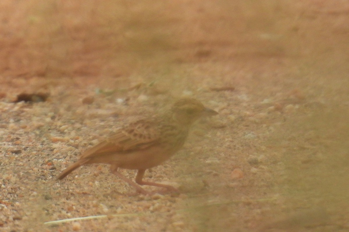 Jerdon's Bushlark - ML646244935
