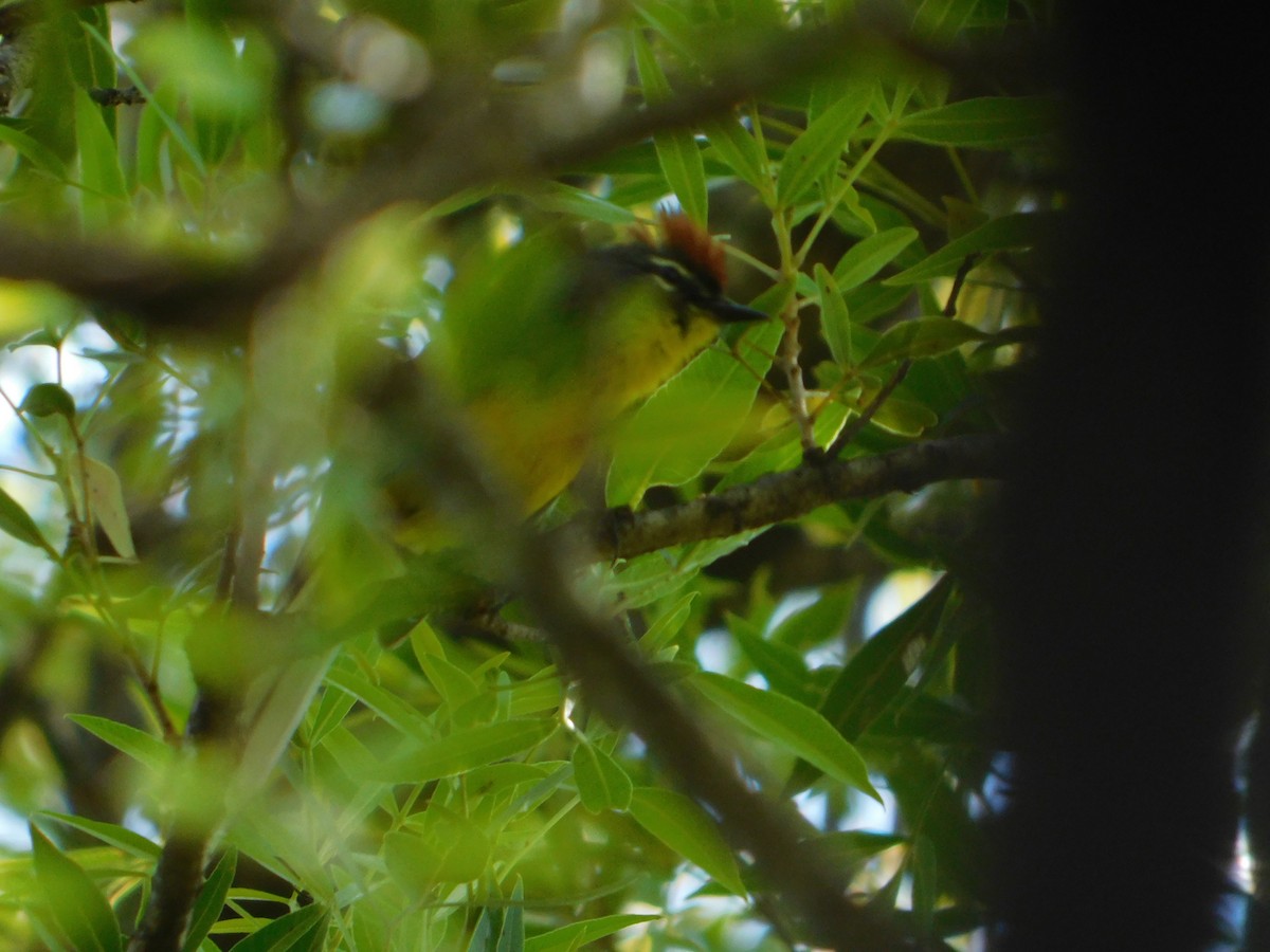 Brown-capped Redstart - ML646244936