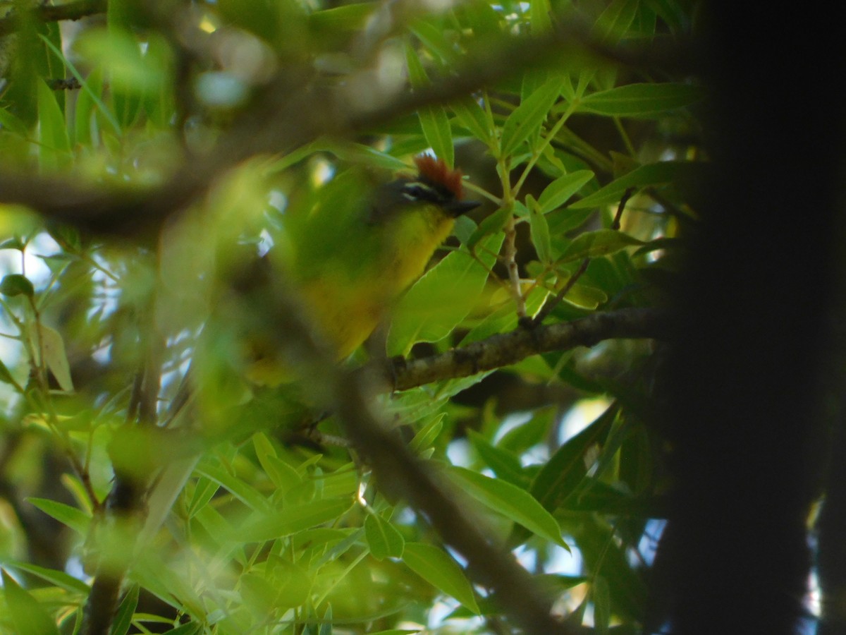 Brown-capped Redstart - ML646244937
