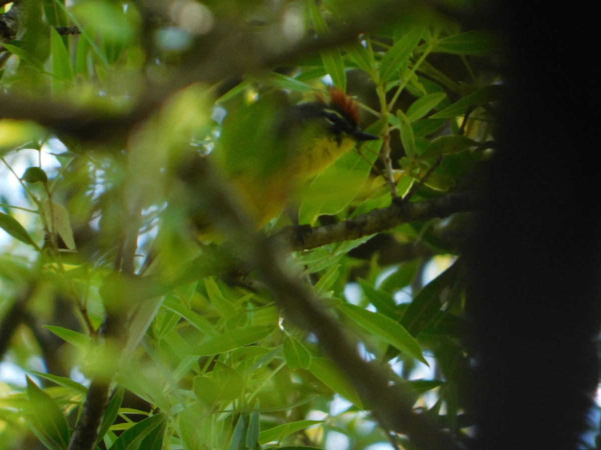 Brown-capped Redstart - ML646244938