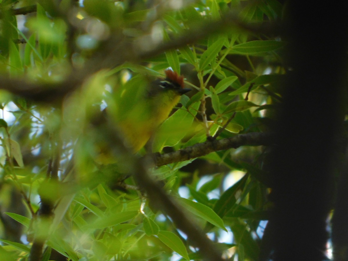 Brown-capped Redstart - ML646244939