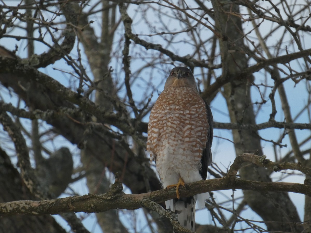 Cooper's Hawk - ML646244944