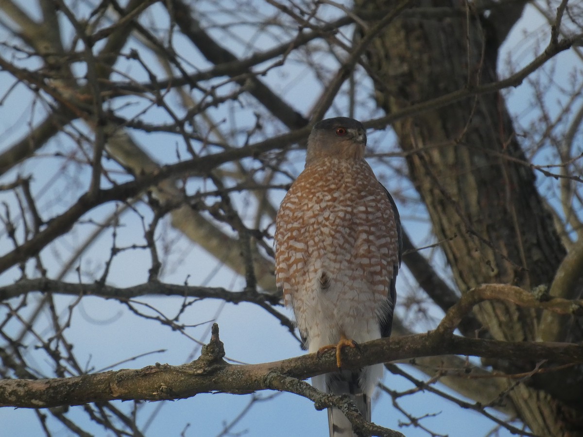Cooper's Hawk - ML646244945