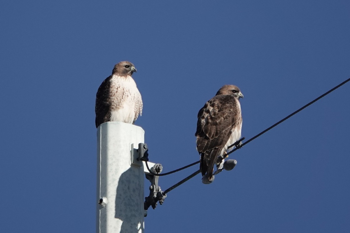 Red-tailed Hawk - ML646244950