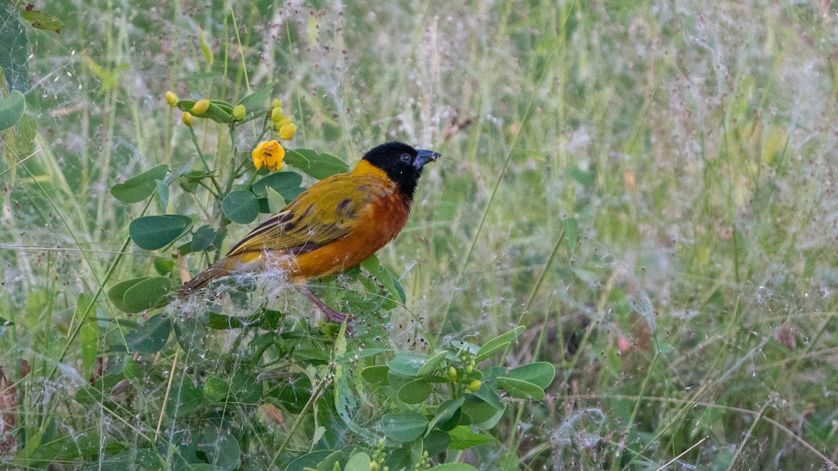 Black-headed Weaver - ML646244952