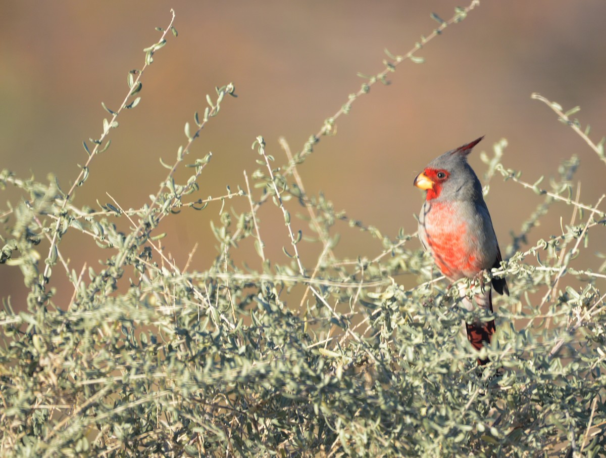 Pyrrhuloxia - ML646244953