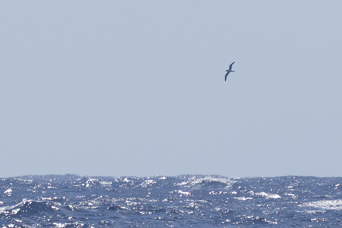 Juan Fernandez Fırtınakuşu - ML646244956