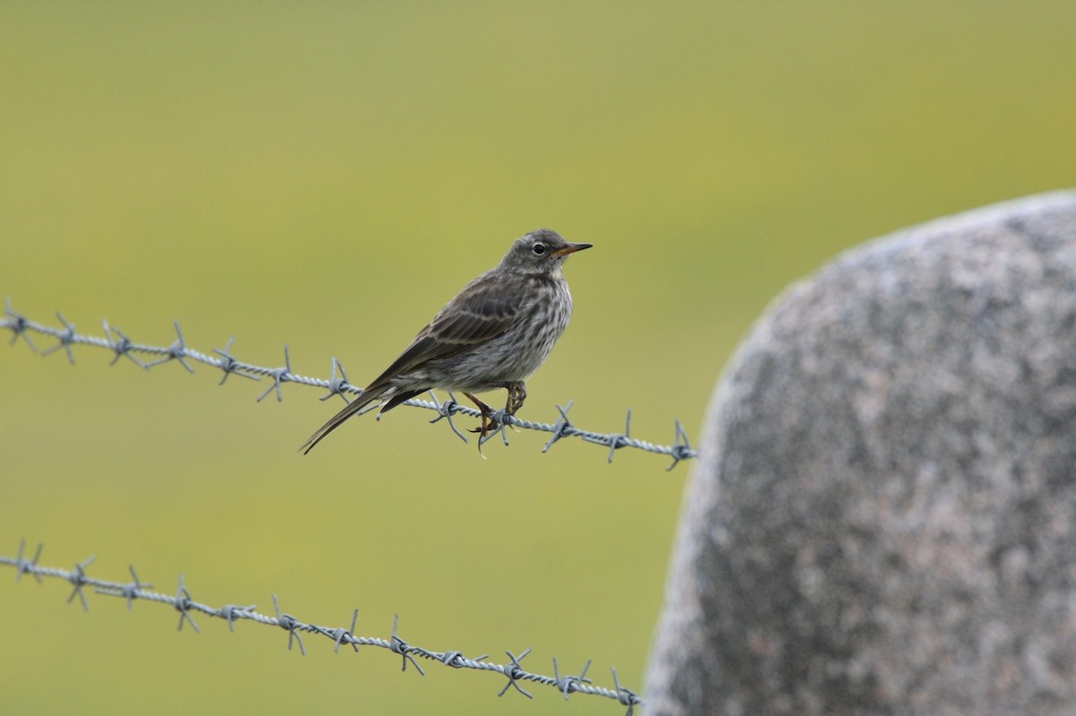 פפיון שדות - ML646244963